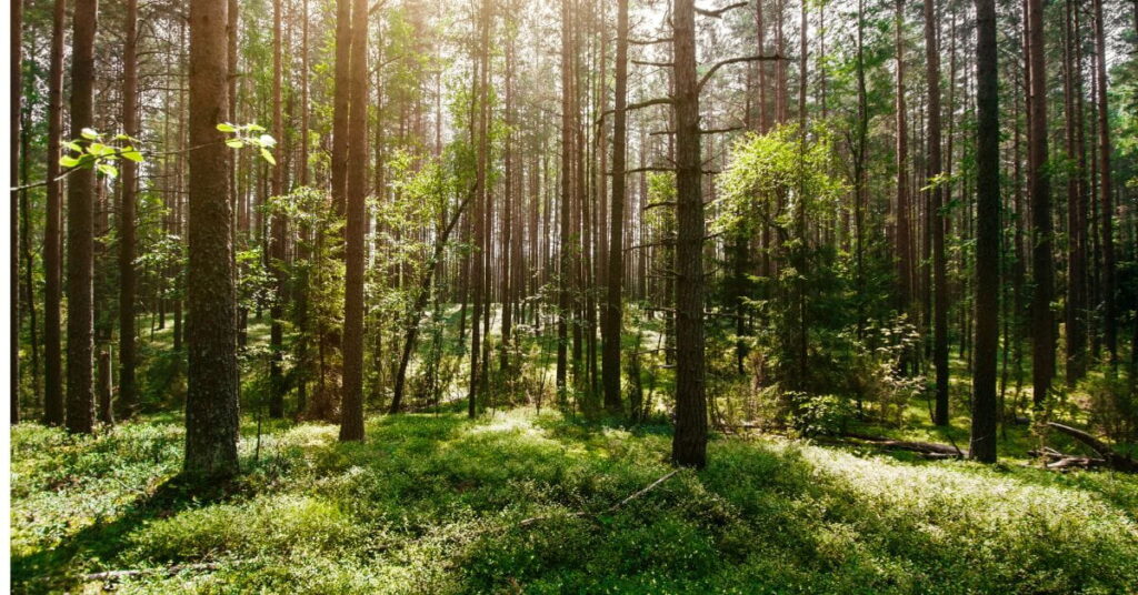 Mäntymetsä, aurinko on valaisuut metsän valoisaksi